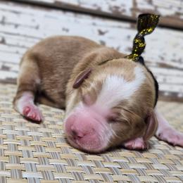 Copper - Red  male Goldendoodle puppy in Austin, Texas from Austin Doodles & Poodles