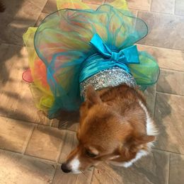 Snickers  - Pembroke Welsh Corgi