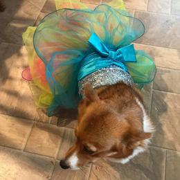 Snickers  - Pembroke Welsh Corgi