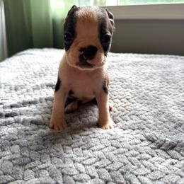 Judah - Black brindle and white male Boston Terrier puppy in Kentucky from Graceful Paws