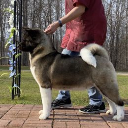 Akita and Shiba Inu All Grown Up from Day Dream Shiba Inu’s