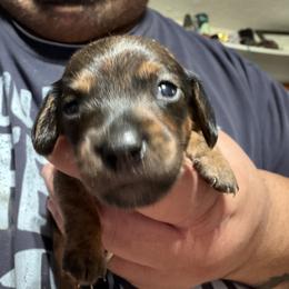 Dachshund Puppies from Witchy Woman’s Wiener’s