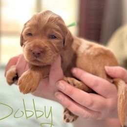 Double Doodle and Labradoodle Puppies from Magnolia & Finn Doodles