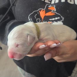 Ares (grèen) - White and black male Dalmatian puppy in Palmer, Massachusetts from Delaney's Dalmatians 2