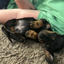 Dachshund Puppies from Branton Family Dachshunds