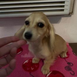 Barbie - Cream female Dachshund puppy in Visalia, California from DachGraston Dachshunds
