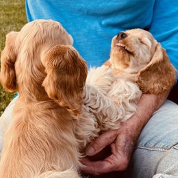 Cocker Spaniels from Hilltop Cockers