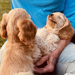 Cocker Spaniels from Hilltop Cockers