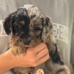 Sesame - Black phantom male Aussiedoodle puppy in Chattanooga, Tennessee from Leafy Acre Mini Farm
