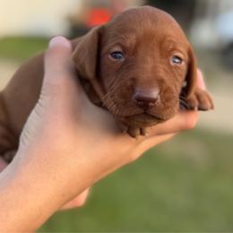 Female 1 - Golden rust female Vizsla puppy in Windsor, Maine from Pleasant Ridge