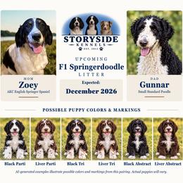Springerdoodle puppies from Storyside Kennels