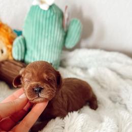 Haaland - Red male Cavapoo puppy in Mesa, Arizona from Pedersendoodles