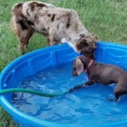Dachshund Puppies from FLYING L Dachshund Academy
