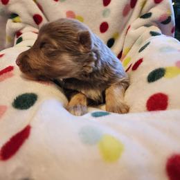 Topaz - Isabella female German Shepherd puppy in Los Lunas, New Mexico from Mali's German Shepherds