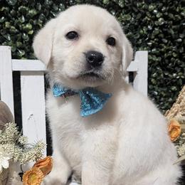 Grey Yellow Boy - Yellow male Labrador Retriever puppy in Angola, Indiana from Reniers Labrador Retrievers