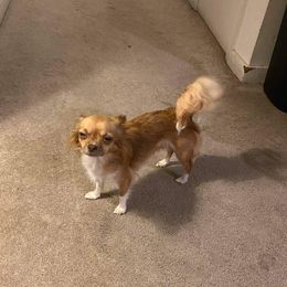 Mercedes - Chihuahua