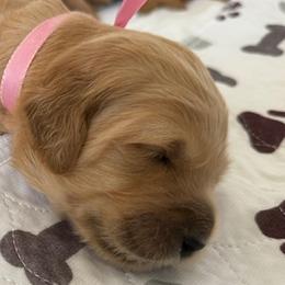 PENELOPE - Red  female Goldendoodle puppy in Porter Ranch, California from Jasperdoodle.com
