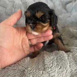 Tiana - red collar - Black and tan female Cavalier King Charles Spaniel puppy in Wilton, California from Becky's Cavalier King Charles Spaniels