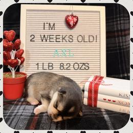 Axl - Black and white male Pomsky puppy in Marshall, Minnesota from Miles of Smiles Pomskies