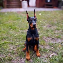 Doberman Pinscher Puppies from Pipe Creek Dobermans