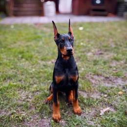 Doberman Pinscher Puppies from Pipe Creek Dobermans