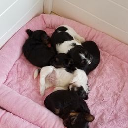 Yorkshire Terrier Puppies from Starlet Yorkies