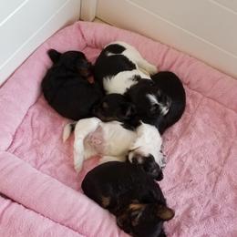 Yorkshire Terrier Puppies from Starlet Yorkies
