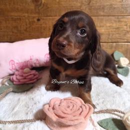 Penny - Chocolate and tan female Dachshund puppy in Webb, Alabama from Bryant's Babies