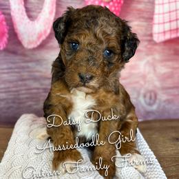 Daisy Duck - Red merle female Aussiedoodle puppy in Grove, Oklahoma from Guinn Family Farms