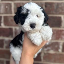 Stella - Parti female Miniature Schnauzer puppy in Spanish Fort, Alabama from Bearded Besties of Alabama