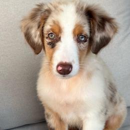 Boy 3 - Red merle male Toy Australian Shepherd puppy in Alabama from SBA Aussies