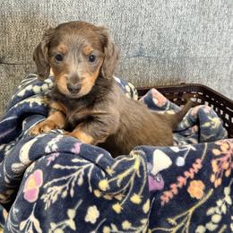 Bluebell - Blue and tan female Dachshund puppy in Crossville, Tennessee from Golden Critter Farm