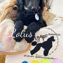 Poodle Puppies from Agape Standard Poodles