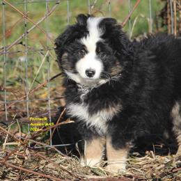 Windy - Black tri female Miniature American Shepherd puppy in Hillsdale, Michigan from Faithwalk Aussies and Mini American Shepherds