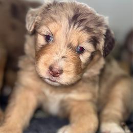 Sassy - Red merle female Aussiedoodle puppy in Hempstead, Texas from Young Gun Aussies