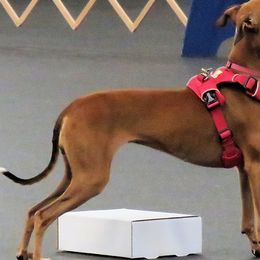 Wee Beastie - Italian Greyhound