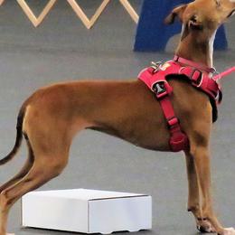 Wee Beastie - Italian Greyhound