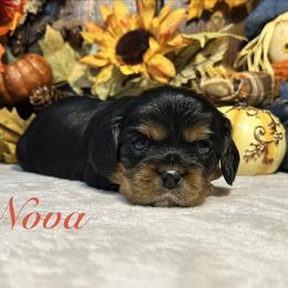 Cavalier King Charles Spaniel Puppies from Parkside Cavaliers