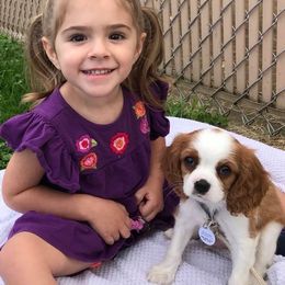 Cavalier King Charles Spaniel Puppies from Hotchkiss Cavaliers
