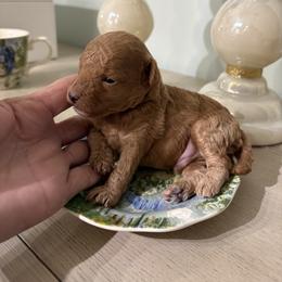 Lenny - Red  male Poodle puppy in Hernando Beach, Florida from Minipupps