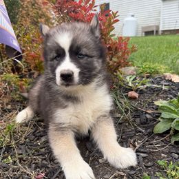 Raven - Black and white female Siberian Husky puppy in Ravena, New York from Osiris’s Siberians & Pomskies