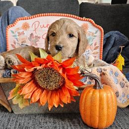 Hazel - Apricot female Goldendoodle puppy in Meridian, Idaho from Lucy's Golden Doodles