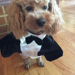 Goldendoodle and Poodle Puppies from Hyco Lake Doodles and Poodles