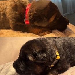 Girl 2 - female German Shepherd puppy in Valley Springs, South Dakota from Von Pasch German Shepherds