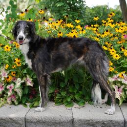 Misty - Silken Windhound
