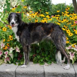 Misty - Silken Windhound
