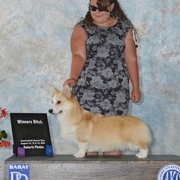 Boom - Pembroke Welsh Corgi