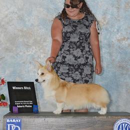 Boom - Pembroke Welsh Corgi