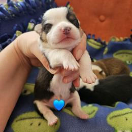 John - Black and tan male Pembroke Welsh Corgi puppy in Frontenac, Kansas from Holloway Corgis