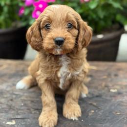 Ella - Red  female Goldendoodle puppy in Wharton, Texas from Little Fur Friends